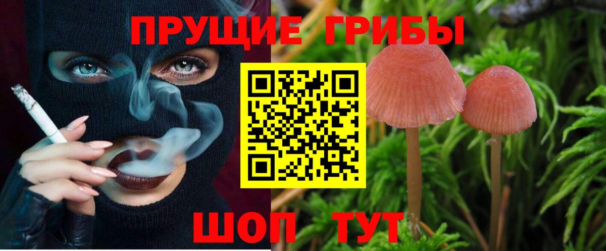 Псилоцибиновые грибы Psilocybe  Псилоцибиновые грибы мицелий  Вход с VPN  Ахтубинск 